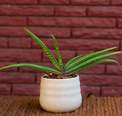 Off-White Textured Planter