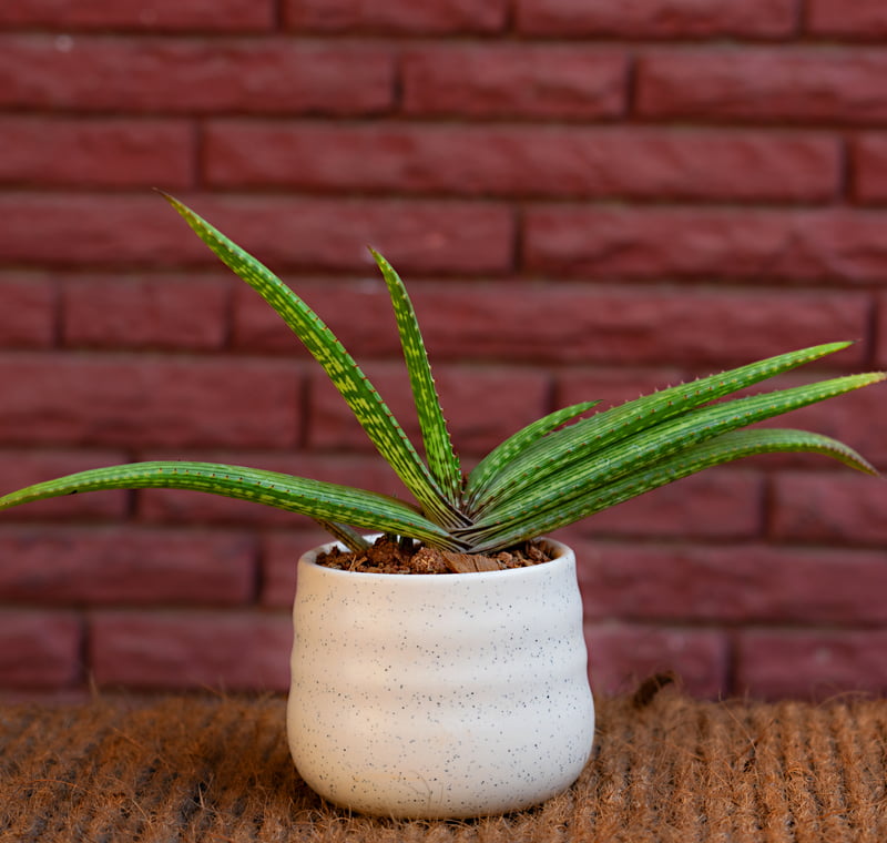 Off-White Textured Planter