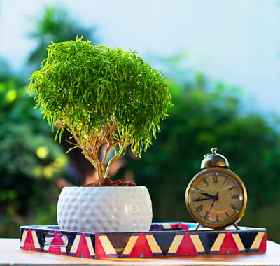 Dotted Round Ball Planter Dotted Round Ball Planter