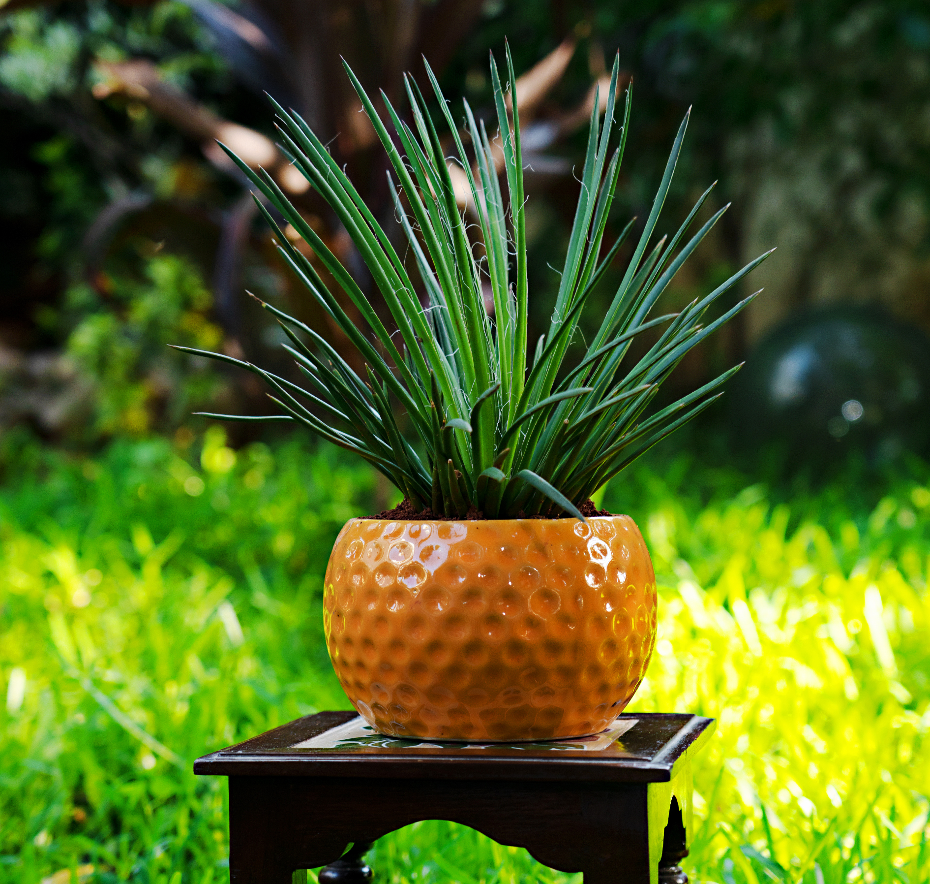 Dotted Round Ball Planter